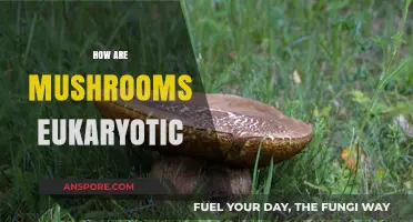 Mushrooms: Complex Eukaryotic Organisms Explained