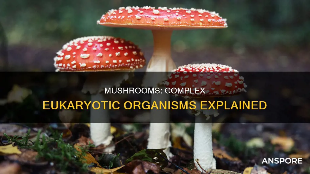 how are mushrooms eukaryotic