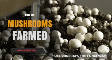 Mushroom Farming: A Guide to Cultivation Techniques