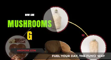 Mushrooms: Nature's Magical and Mystical Delights