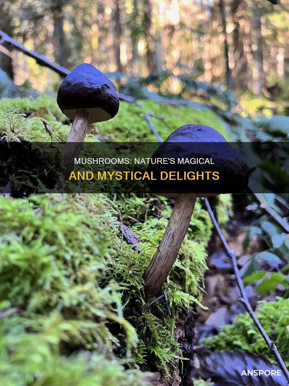 how are mushrooms g
