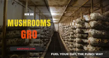 Mushroom Cultivation: An Easy Guide to Growing Mushrooms