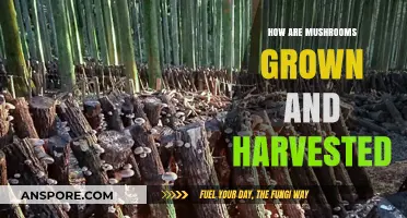 Mushroom Cultivation: From Growth to Harvest