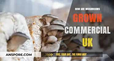 The UK's Commercial Mushroom Cultivation Secrets