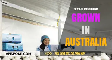 Mushroom Cultivation in Australia: Secrets Unveiled