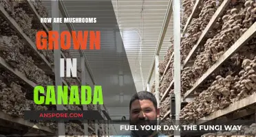 Exploring Canada's Mushroom Cultivation: Techniques, Farms, and Sustainability Practices