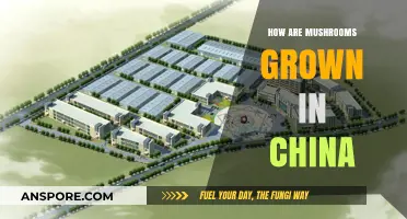 Mushroom Cultivation in China: An Overview