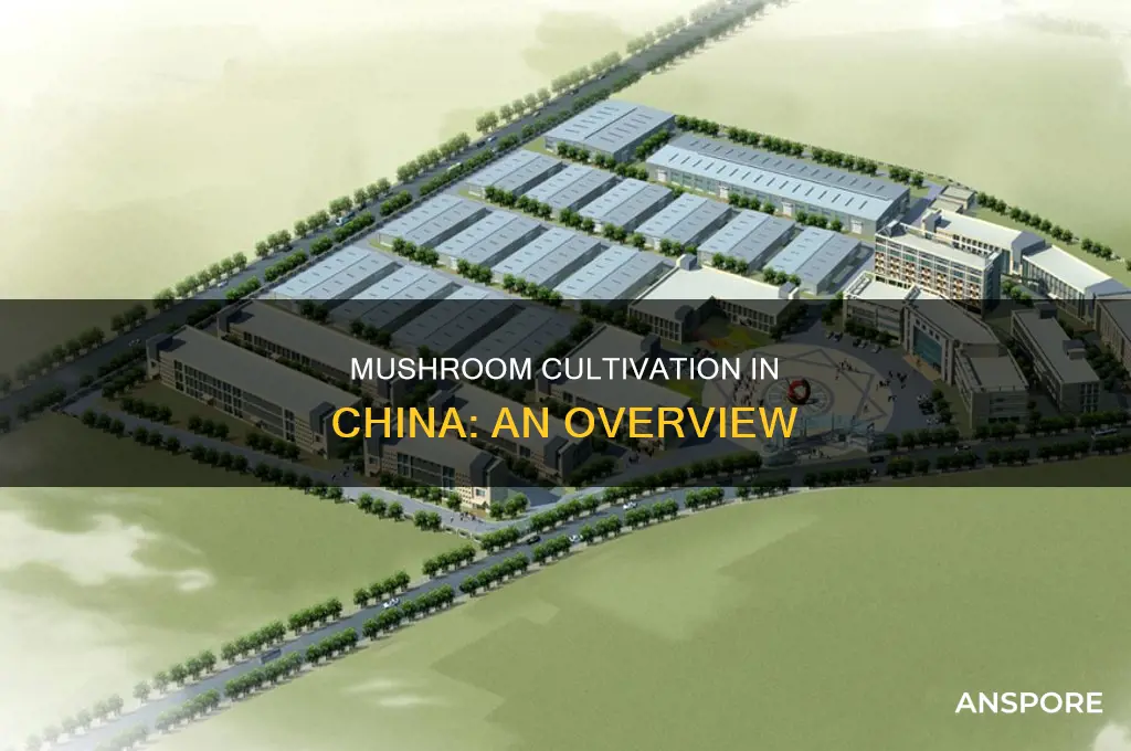 how are mushrooms grown in china