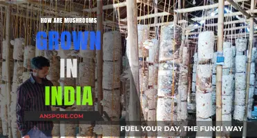 Mushroom Cultivation in India: A Comprehensive Guide