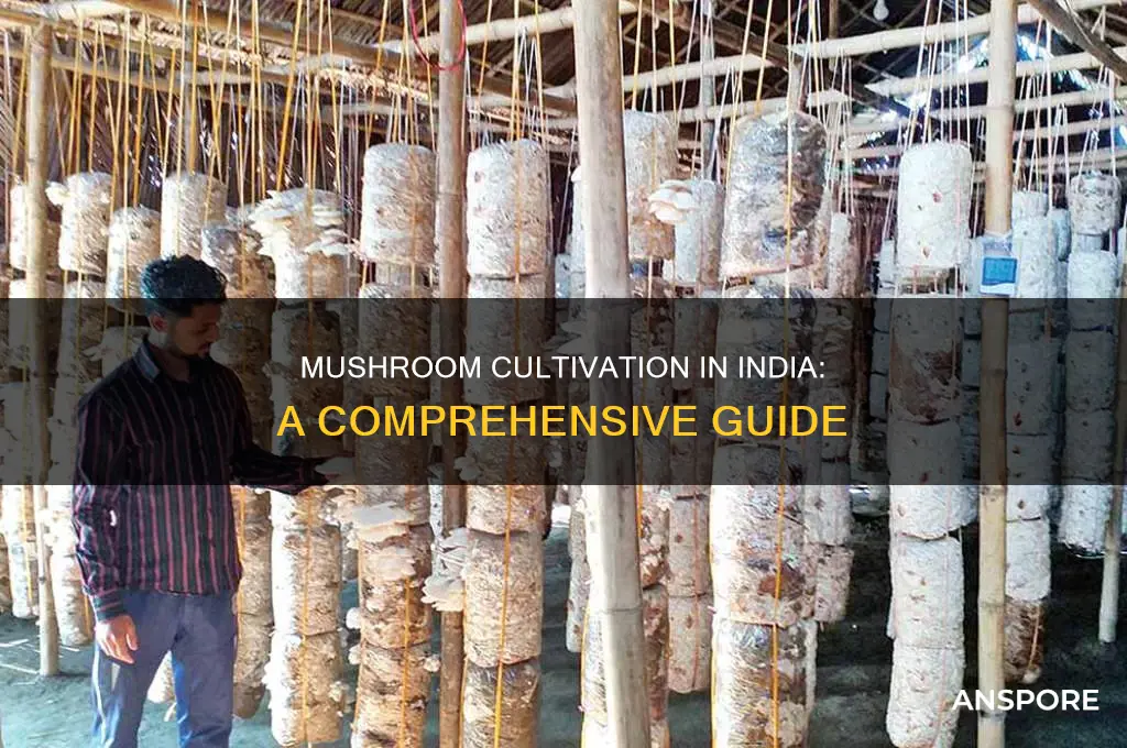 how are mushrooms grown in india
