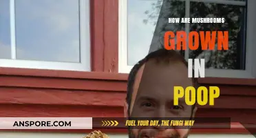 Mushroom Magic: Poop Power!