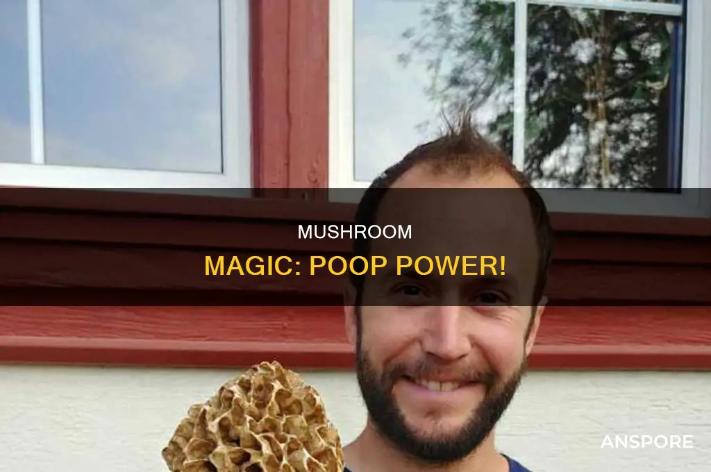 how are mushrooms grown in poop