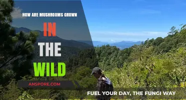 Mushroom Growth: Nature's Magic Unveiled