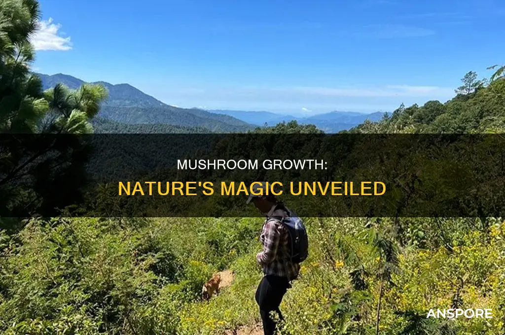 how are mushrooms grown in the wild