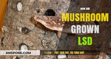 The Magic of Growing Mushrooms with LSD