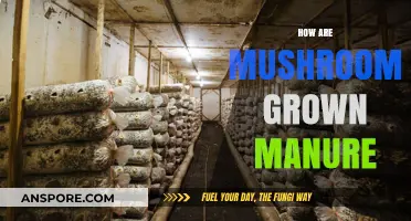 Mushroom Magic: Manure-Grown Funghi