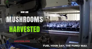 Mushroom Harvesting: Techniques and Best Practices