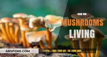 Mushrooms: Nature's Decomposers and Their Unique Lives