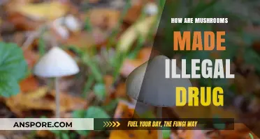 Mushrooms: From Farm to Illegal High