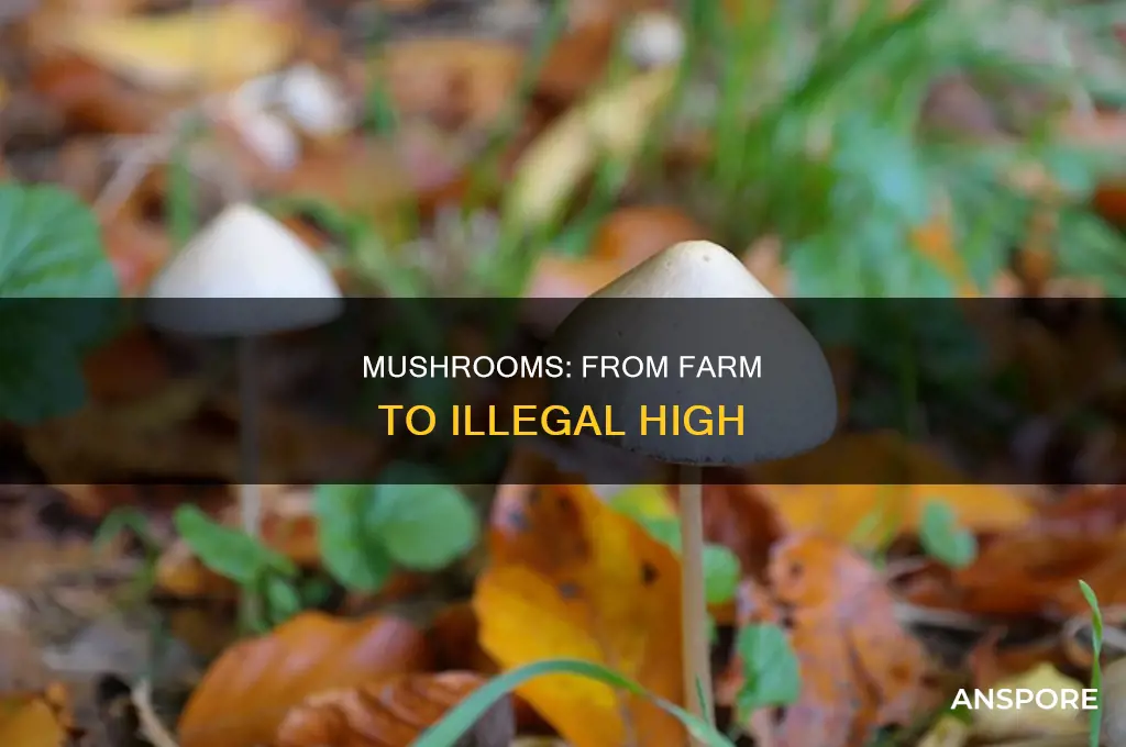 how are mushrooms made illegal drug