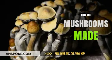 Mushroom Making: A Magical Process Explained