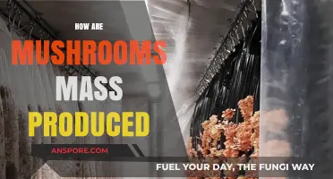 The Magic of Mushroom Mass Production