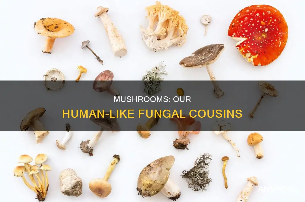 how are mushrooms more related to humans than plants