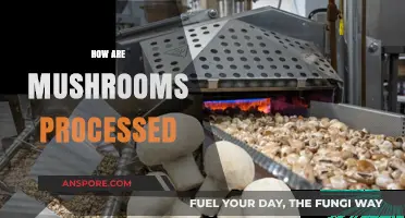 Mushroom Processing: From Farm to Table