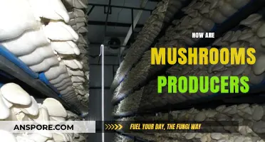 Mushroom Production: A Guide to Cultivation