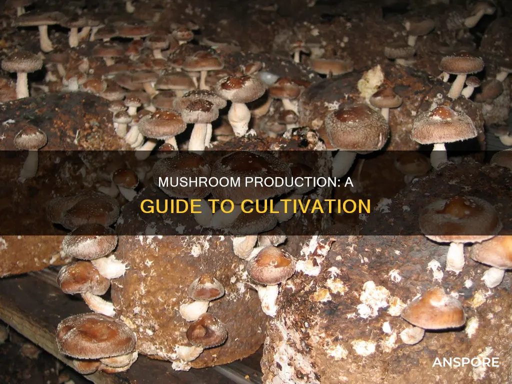 how are mushrooms producers