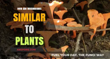 Mushrooms: Nature's Cousins to Plants