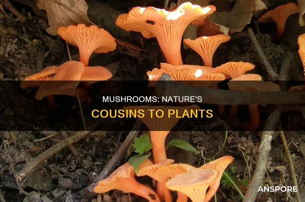 how are mushrooms similar to plants