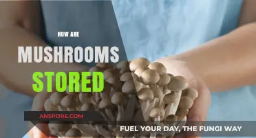 Storing Mushrooms: Best Practices and Tips
