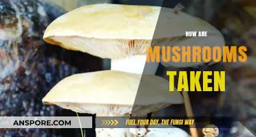 Mushroom Consumption Methods: A Comprehensive Guide
