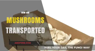 Mushroom Logistics: Transporting Fungi Safely and Efficiently