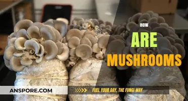 Mushrooms: Nature's Magical Treats