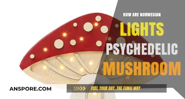 Norwegian Lights: Psychedelic Mushrooms' Visual Symphony