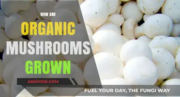 Mushroom Cultivation: Organic Methods Explained