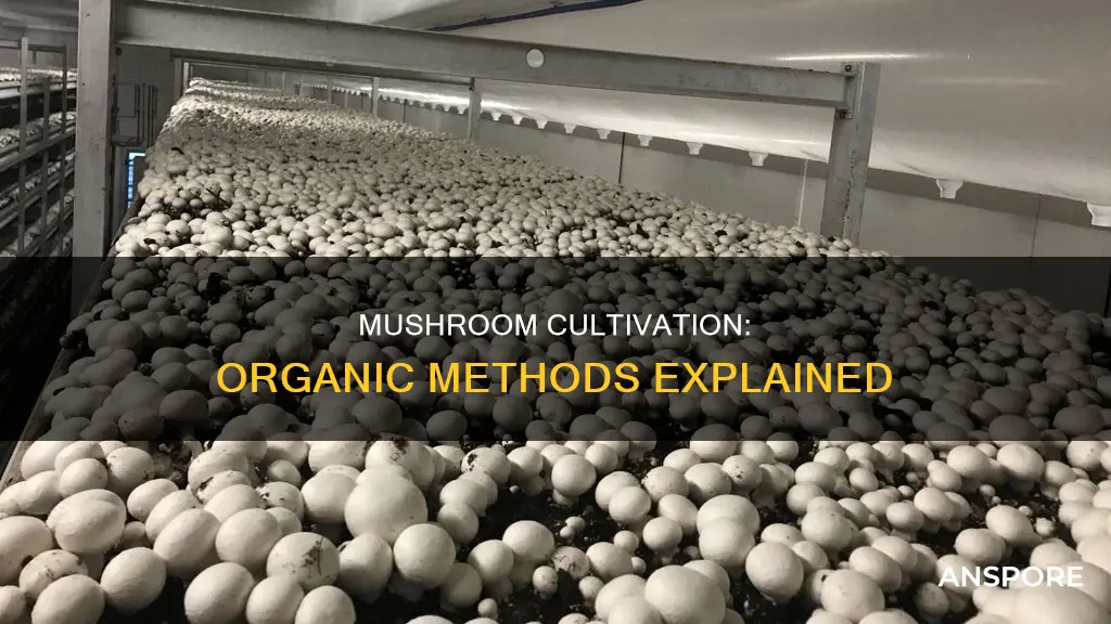 how are organic mushrooms grown
