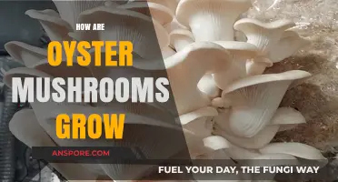 Growing Oyster Mushrooms: Simple Steps for a Bountiful Harvest