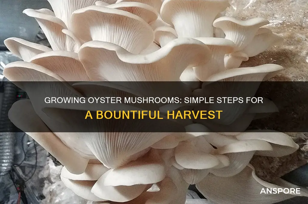 how are oyster mushrooms grow