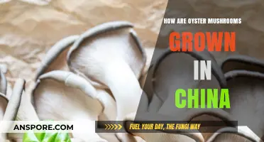 Oyster Mushroom Cultivation Secrets from China