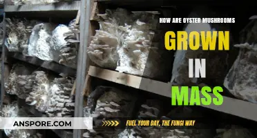 Oyster Mushroom Cultivation: Techniques for Large-Scale Growth