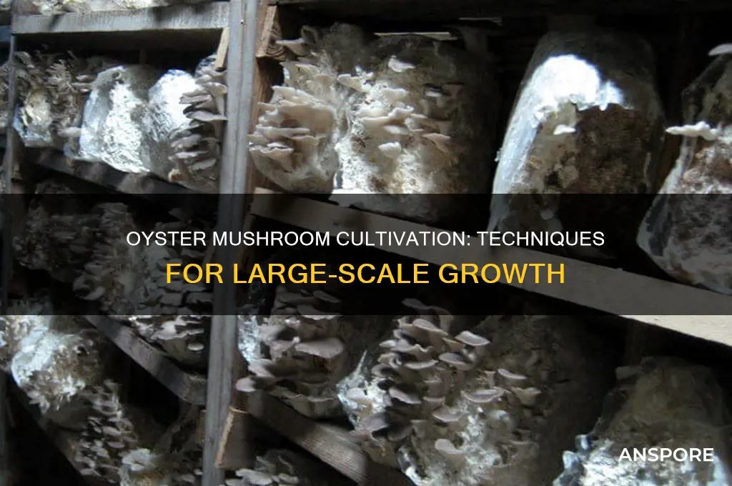how are oyster mushrooms grown in mass
