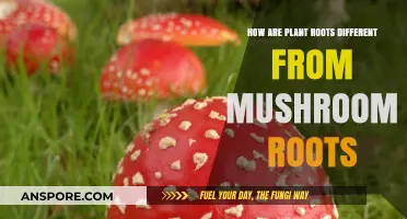 Mushroom vs Plant Roots: What's the Difference?