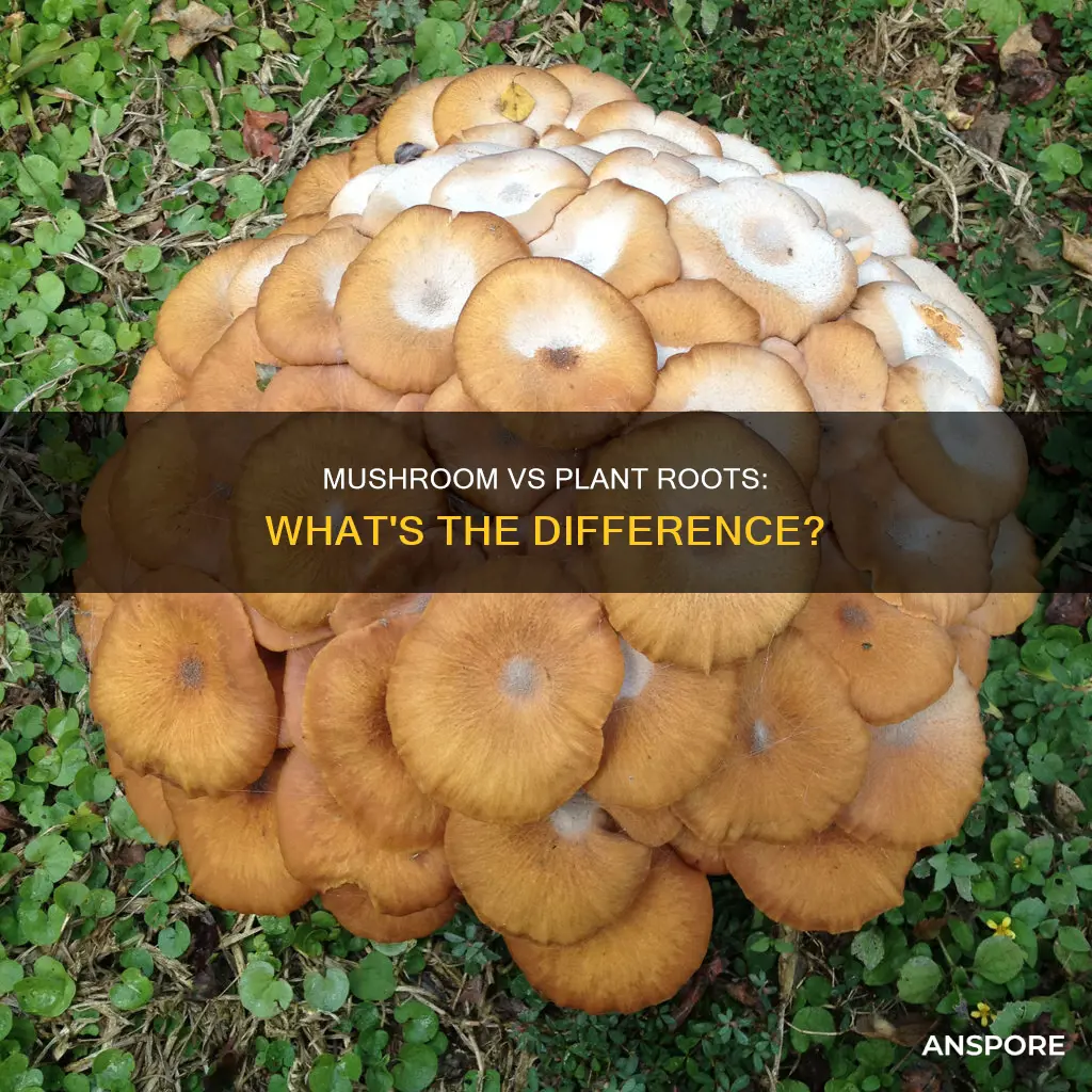 how are plant roots different from mushroom roots