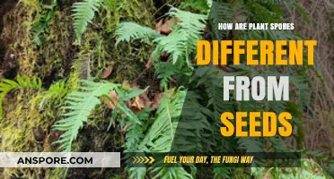 Plant Spores vs. Seeds: Key Differences in Reproduction and Survival