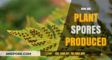 Understanding the Fascinating Process of Plant Spore Production and Dispersal