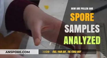 Analyzing Pollen and Spore Samples: Techniques and Insights Revealed
