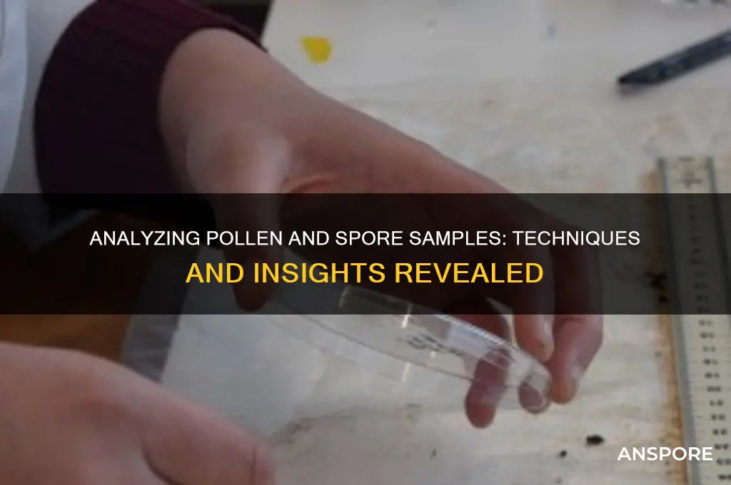 how are pollen and spore samples analyzed